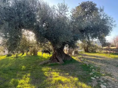 Jardín al aire libre en La Cuadra de Finca Don Carmelo