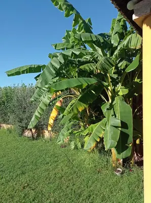 Jardín al aire libre en La Buganvilla, descanso entre olivares