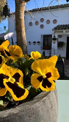 Plano de Cortijo Rodeo. Alojamiento Rural