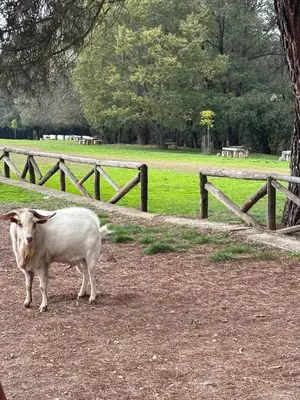 Animales en la casa o chalet o alrededores
