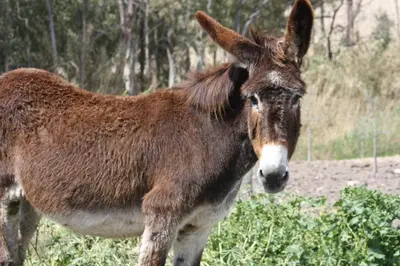 Animales en the country house o alrededores
