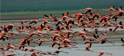 Animales en la casa o chalet o alrededores