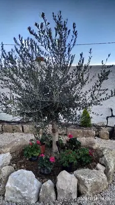 Jardín al aire libre en CASA CUEVA EL OLIVO