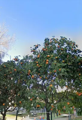 Jardín al aire libre en Ritual Sevilla, piedra preciosa