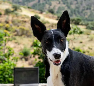 Mascotas con sus dueños en El bufon de la corte