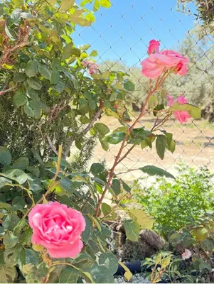 Jardín al aire libre en Casa Rural Cortijo Cerro Limon