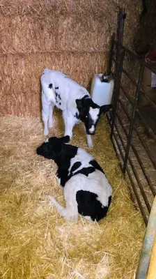 Animales en la casa o chalet o alrededores