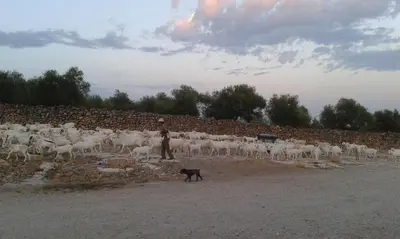 Mascotas con sus dueños en Ctro de Naturaleza Cañada Verde 