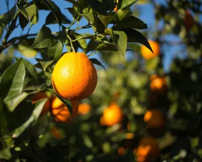 Plano de Casita Naranja