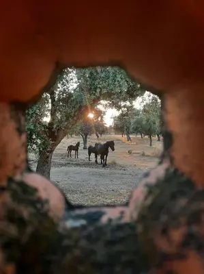 Animales en la casa o chalet o alrededores