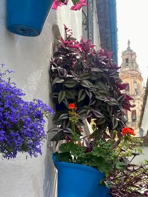 Jardín al aire libre en La buganvilla De Santiago