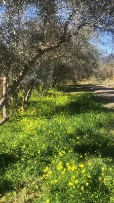 Jardín al aire libre en Hostel La Fanega