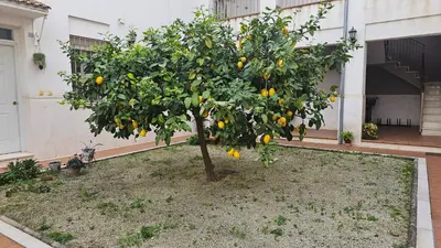 Jardín al aire libre en Apartamento Menina San Pedro