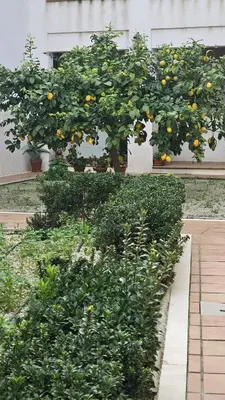 Jardín al aire libre en Apartamento Menina San Pedro