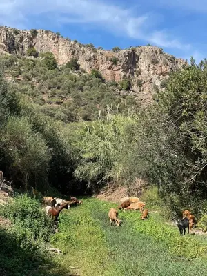 Animales en la villa o alrededores