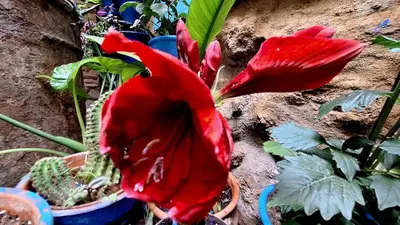 Jardín al aire libre en El patio azul Bohemio Mágico