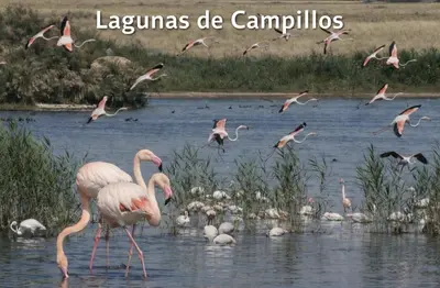 Animales en la casa o chalet o alrededores