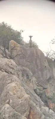 Animales en la villa o alrededores