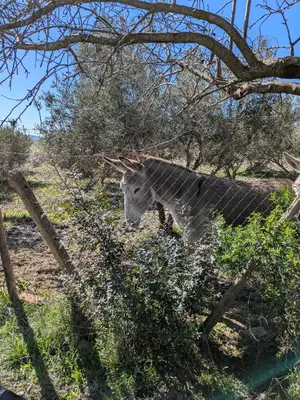 Animales en la villa o alrededores