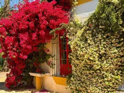 Jardín al aire libre en Hacienda Don Rodrigo
