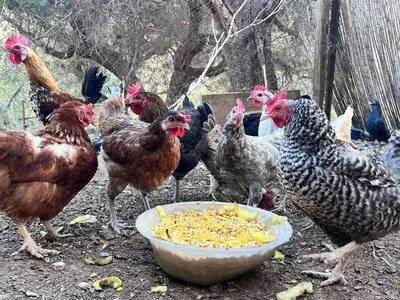 Animales en la casa o chalet o alrededores