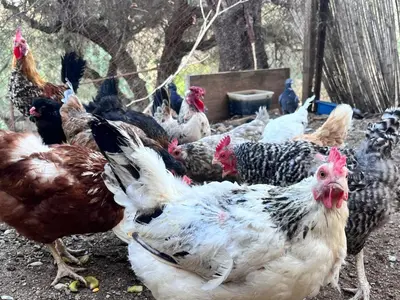 Animales en la casa o chalet o alrededores
