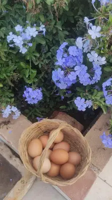 Jardín al aire libre en Casa del Olivo Lucio