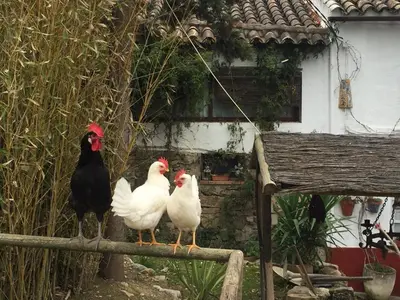 Animales en the country house o alrededores