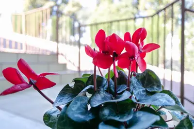 Jardín al aire libre en Apartamentos Turísticos La Castilleja