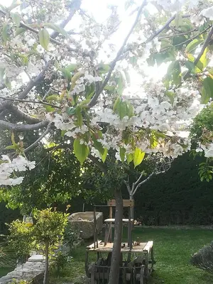 Jardín al aire libre en Apartamentos Baeza RN