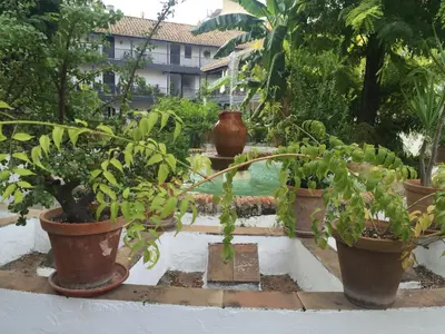 Jardín al aire libre en Oasis en el centro de Sevilla