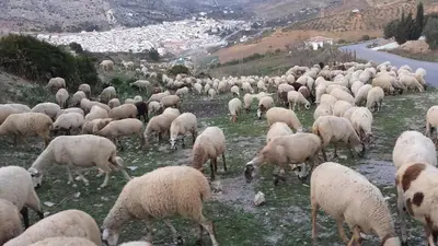 Animales en el hostal o pensión o alrededores