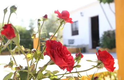 Jardín al aire libre en Casa Rural Huerta la Lapa