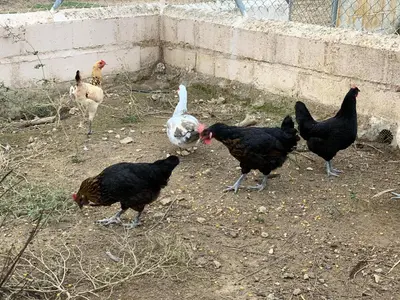 Animales en the country house o alrededores