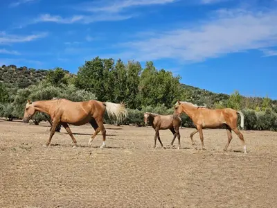 Animales en the country house o alrededores