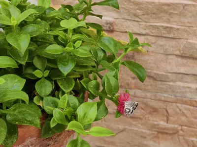 Jardín al aire libre en Balcón de la Villa