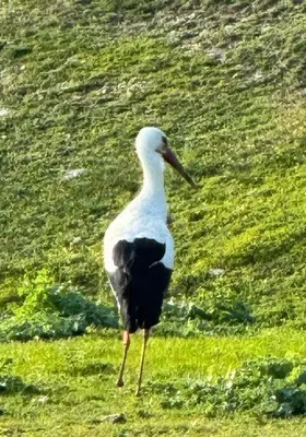 Animales en la casa o chalet o alrededores
