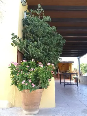 Jardín al aire libre en Villa Toliso