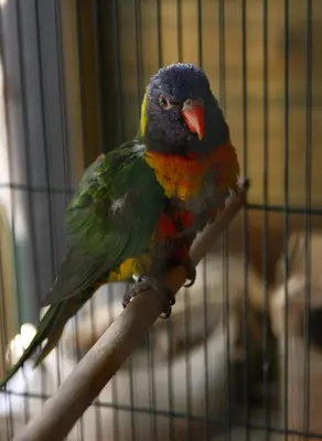Animales en el apartamento o alrededores