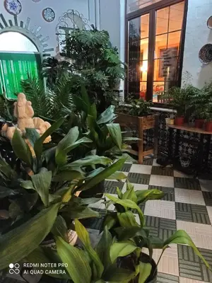 Jardín al aire libre en Hosteria de Rafi