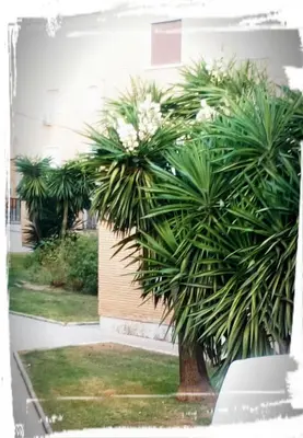 Jardín al aire libre en Corazón de Andalucía