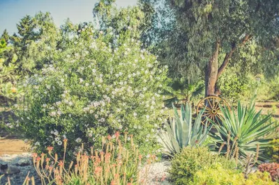Jardín al aire libre en Finca El Limonar