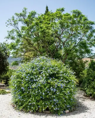 Jardín al aire libre en Finca El Limonar
