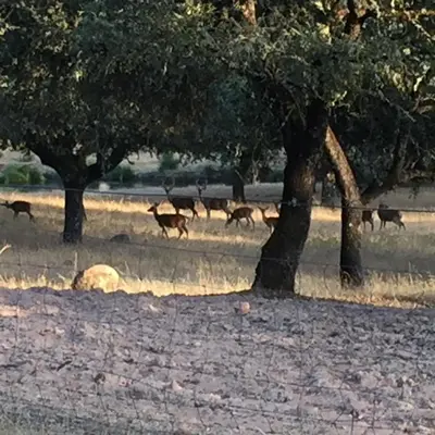 Animales en la habitación en casa particular o alrededores