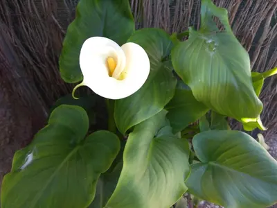 Jardín al aire libre en la Casita