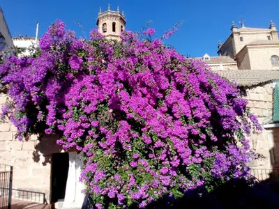 Jardín al aire libre en Hotel Palacio Guzmanes