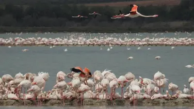 Animales en la casa o chalet o alrededores