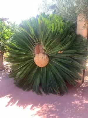 Plano de El Rincón de Caminito del Rey