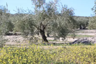 Paisaje cerca de este apartamento