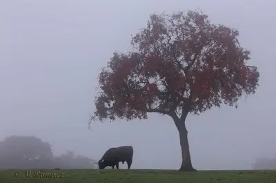 Animales en la casa o chalet o alrededores